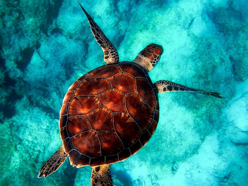 Ocean Diving